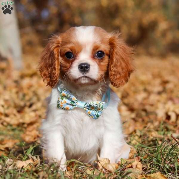 Hudson, Cavalier King Charles Spaniel Puppy